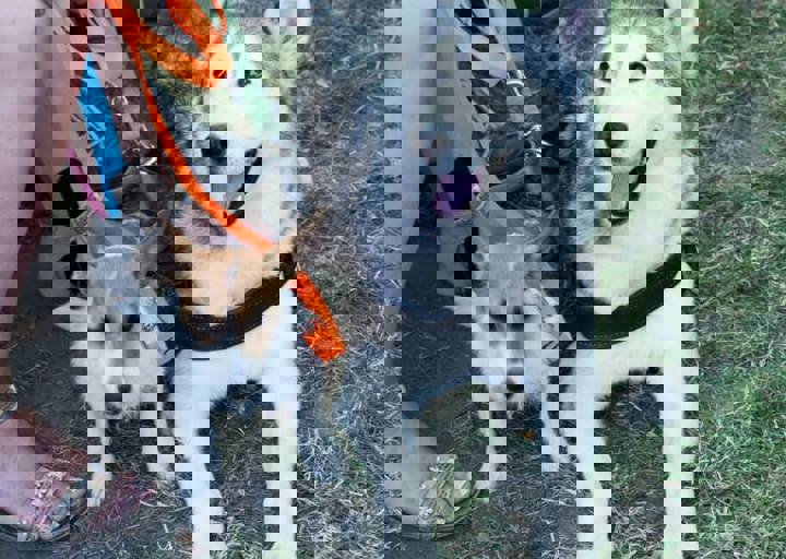 Animal Care Carol Byers  7_5_2015-149.jpg