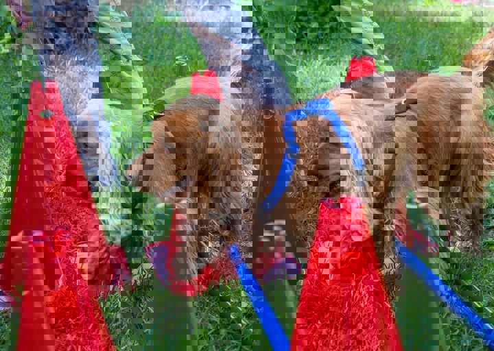 ACA Sommerfest 03.09.2016-1.JPG