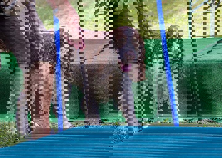 ACA Sommerfest 03.09.2016-2.JPG