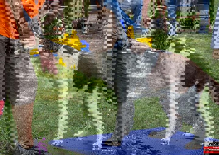 ACA Sommerfest 03.09.2016-7.JPG