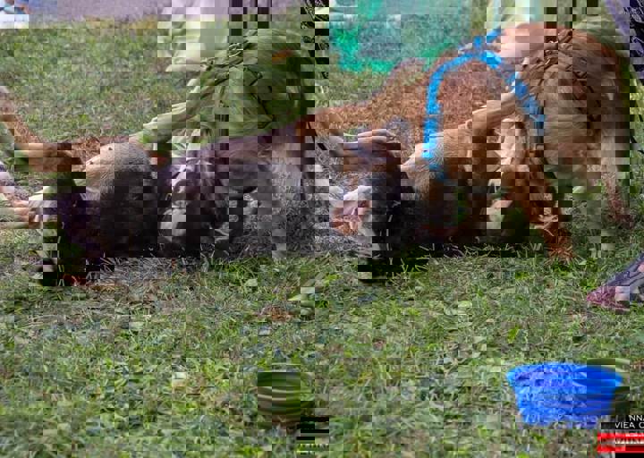 ACA Sommerfest 03.09.2016-12.JPG