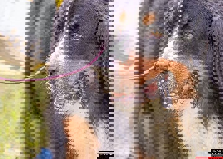 ACA Sommerfest 03.09.2016-52.JPG