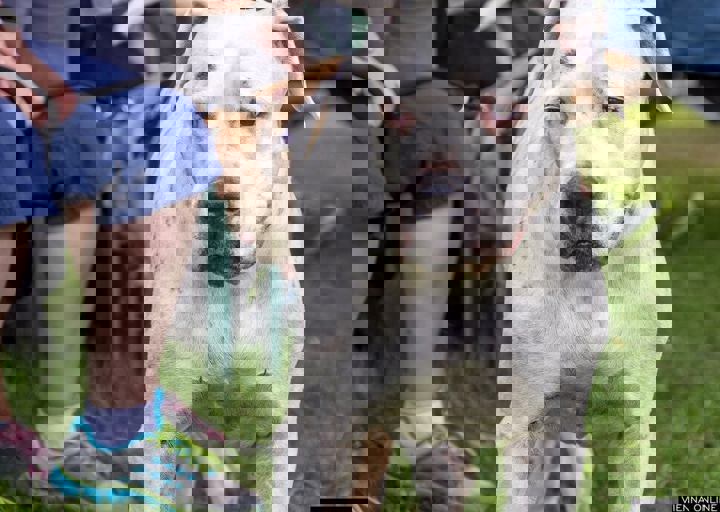 ACA Sommerfest 03.09.2016-72.JPG