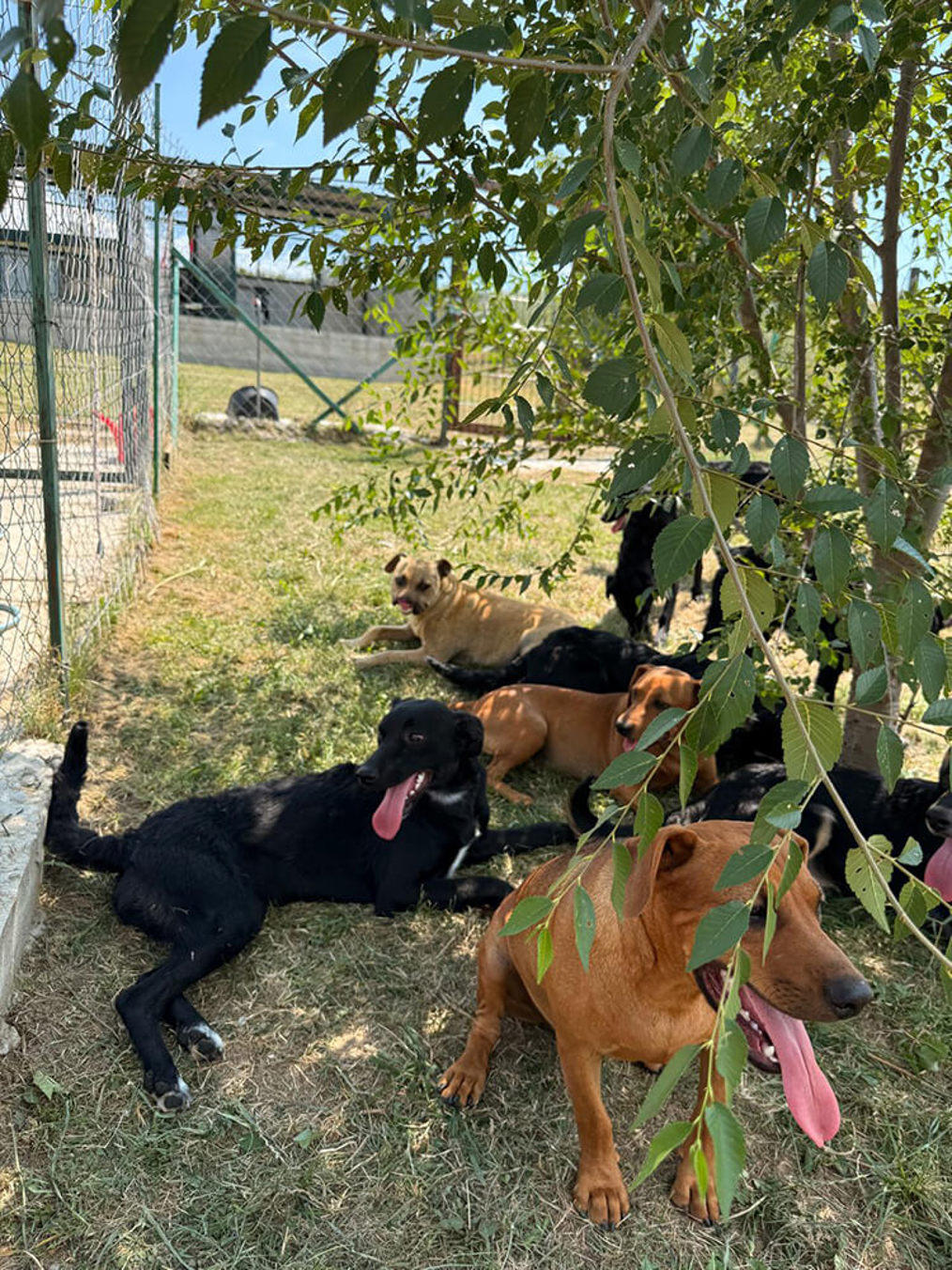 Aca Tierheim Svilos 24