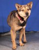 Lupi 4 (2)