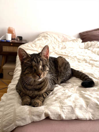 Merlin 5N