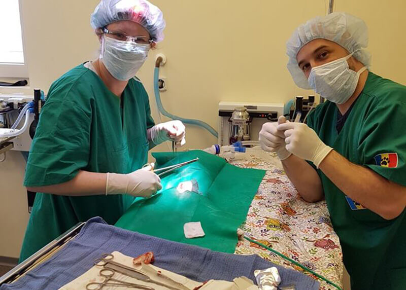 Animal Care Austria Scholarship winner, Mareike Conrad, operating in The Center of Hope Surgery Training Center in Bucharest with her mentor and head of surgery, Dr. Aurelian Stefan.