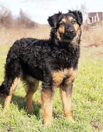 Layla 2 (2)