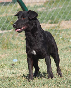 Gala 1