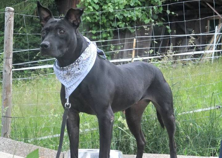 Lady Blue: Staffordshire Terrier, Female, born  Oktober 2015, bei ACA seit August 2019