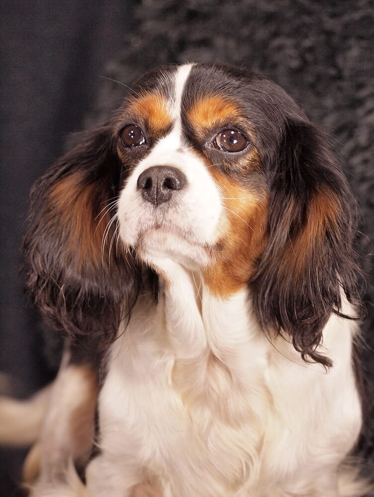 Animal Care Austria - Lola