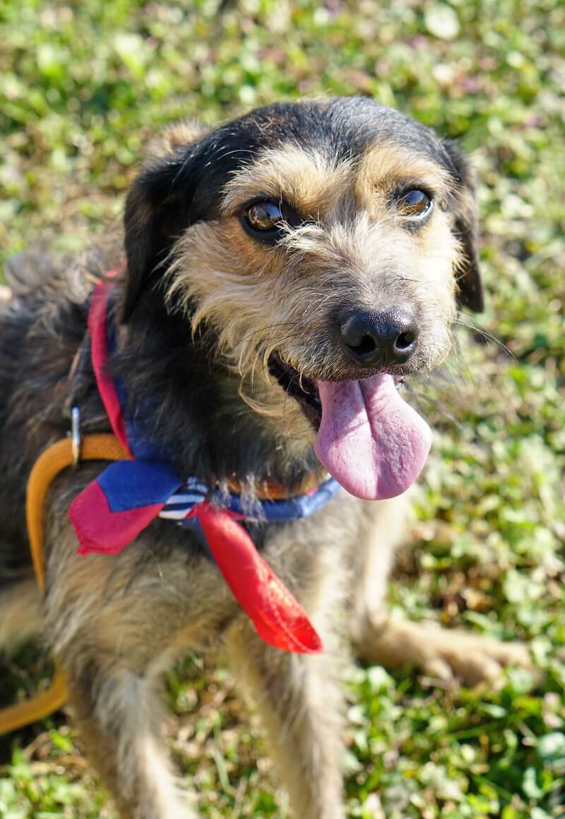 Animal Care Austria Sammy