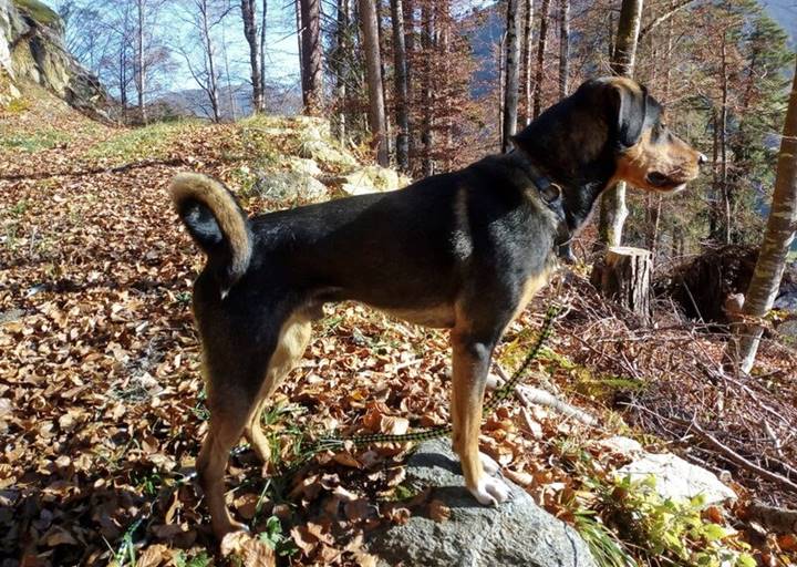 Roy: Schweizer Sennenhund-Dobermann-Appenzeller-Mischling, Rüde, geb.  Anfang 2020, bei uns seit Februar 2022