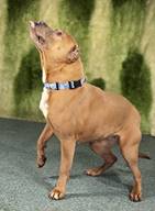 Sonja (verstorben) - vermittelt 17.01.2024: American Staffordshire Terrier, Hündin, geb.  Nov. 2012, bei uns seit Mai 2018
