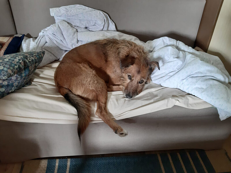 Animal Care Austria Terry