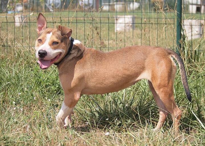 Zafira: American Staffordshire Terrier, Female, born  Juli 2020, bei ACA seit November 2022