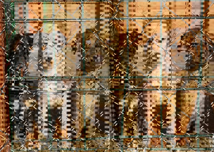 Svilos Welpen2 Skaliert Min