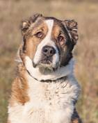 Dorka: Zentralasiatischer Schäferhund, Hündin, geb.  2012, bei uns seit März 2023