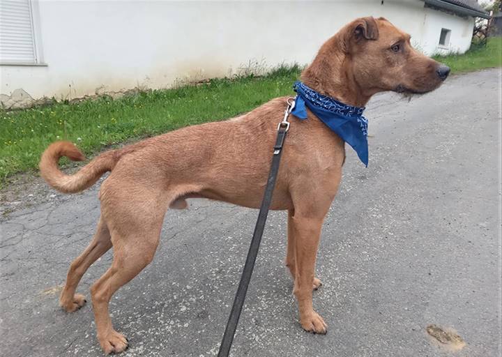 Ferro: Irish Terrier/Shar Pei Mischling, Rüde, geb.  Jänner 2019, bei uns seit April 2023