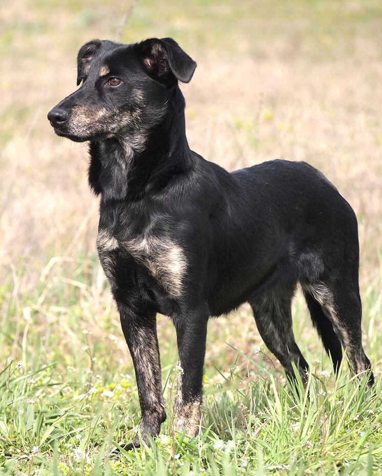 Animal Care Austria Chili