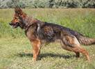 Lena: Deutscher Schäferhund, Female, born  Juni 2020, bei ACA seit August 2023