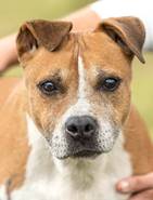 Blanche: American Staffordshire Terrier, Female, born  2013, bei ACA seit Juli 2022