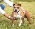Blanche: American Staffordshire Terrier, Hündin, geb.  2013, bei uns seit Juli 2022