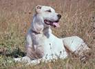Doris: Zentralasiatischer Schäferhund, Female, born  Anfang 2022, bei ACA seit Oktober 2023