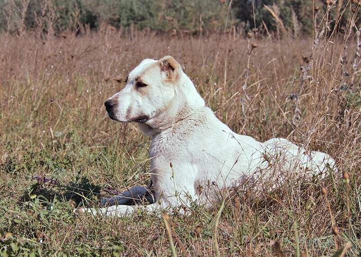 Doris: Zentralasiatischer Schäferhund, Female, born  Anfang 2022, bei ACA seit Oktober 2023
