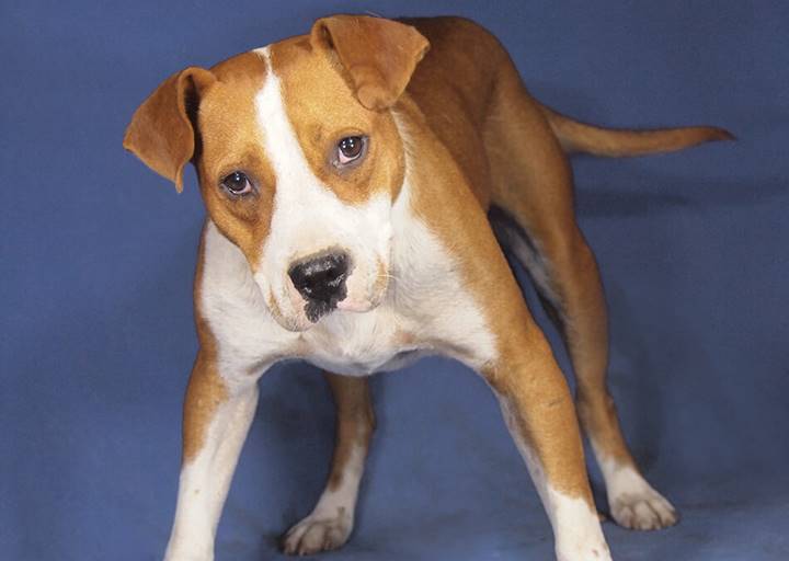 Ringo: American Staffordshire Terrier, Male, born  2021, bei ACA seit November 2023