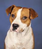Ringo: American Staffordshire Terrier, Male, born  2021, bei ACA seit November 2023