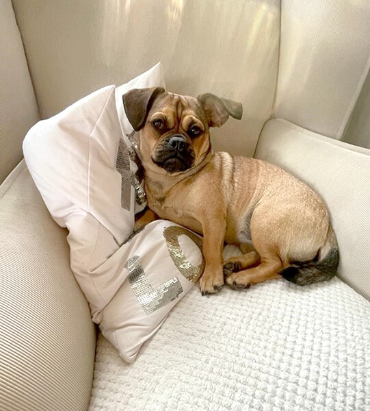 Animal Care Austria Piggy