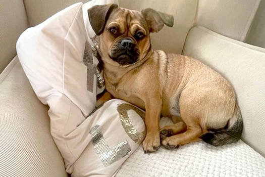 Animal Care Austria Piggy