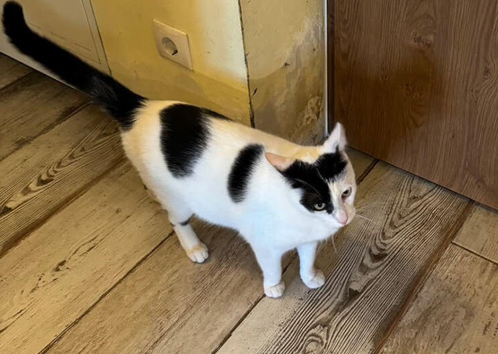 Viola Vili Valentino3