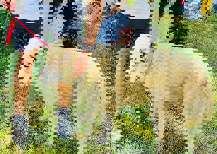 PHOTO 2024 07 04 22 40 38 12