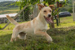 Dora 5