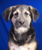 Rafi 2