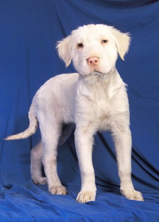 Blanca 4