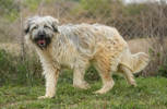 Benson 2 (1)