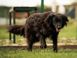 Percy 1 (1)
