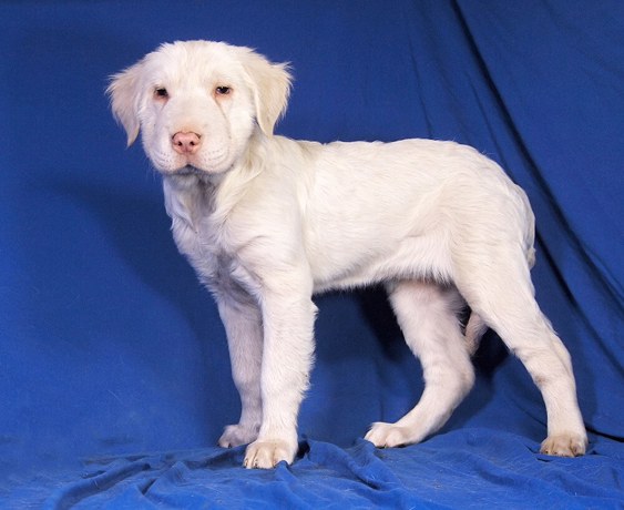 Blanca 3