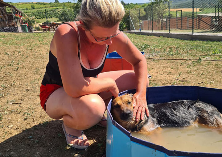 Aca Tierheim Svilos 23