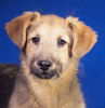 Remus 2 (1)