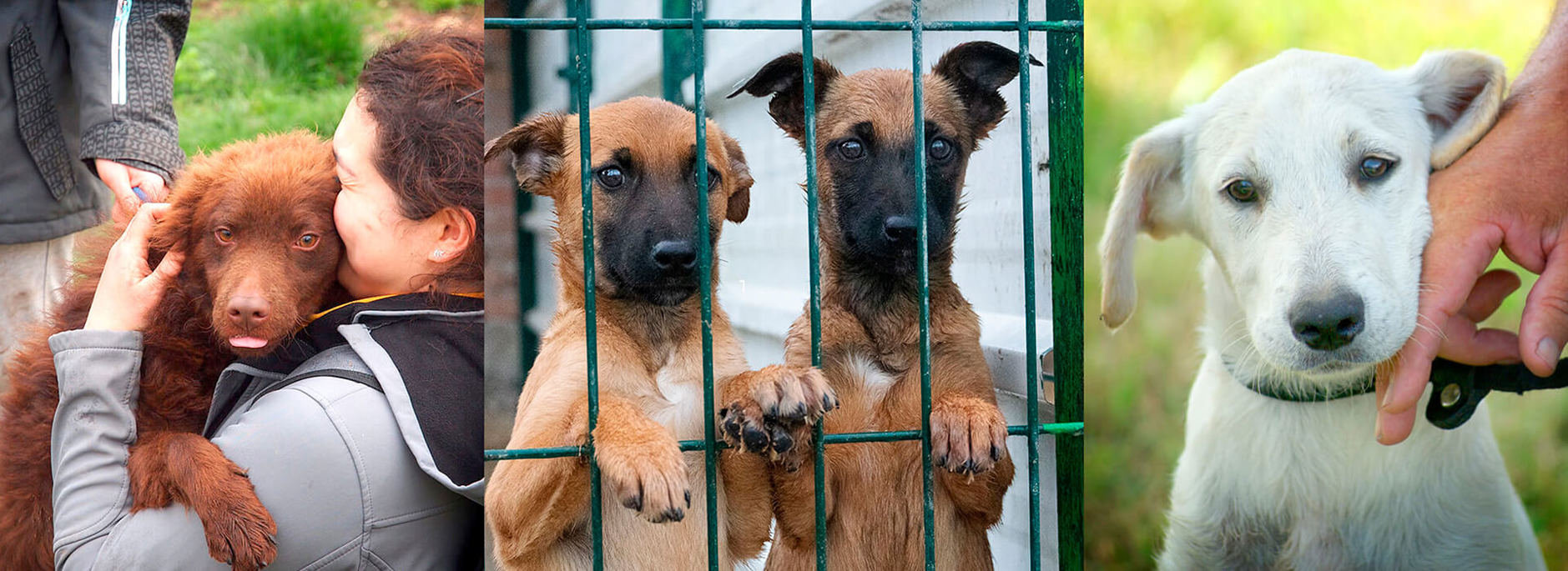 Aca Header Tierschutztour 2026