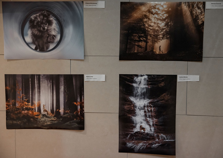 Charitydogphotoaward IMG 9703