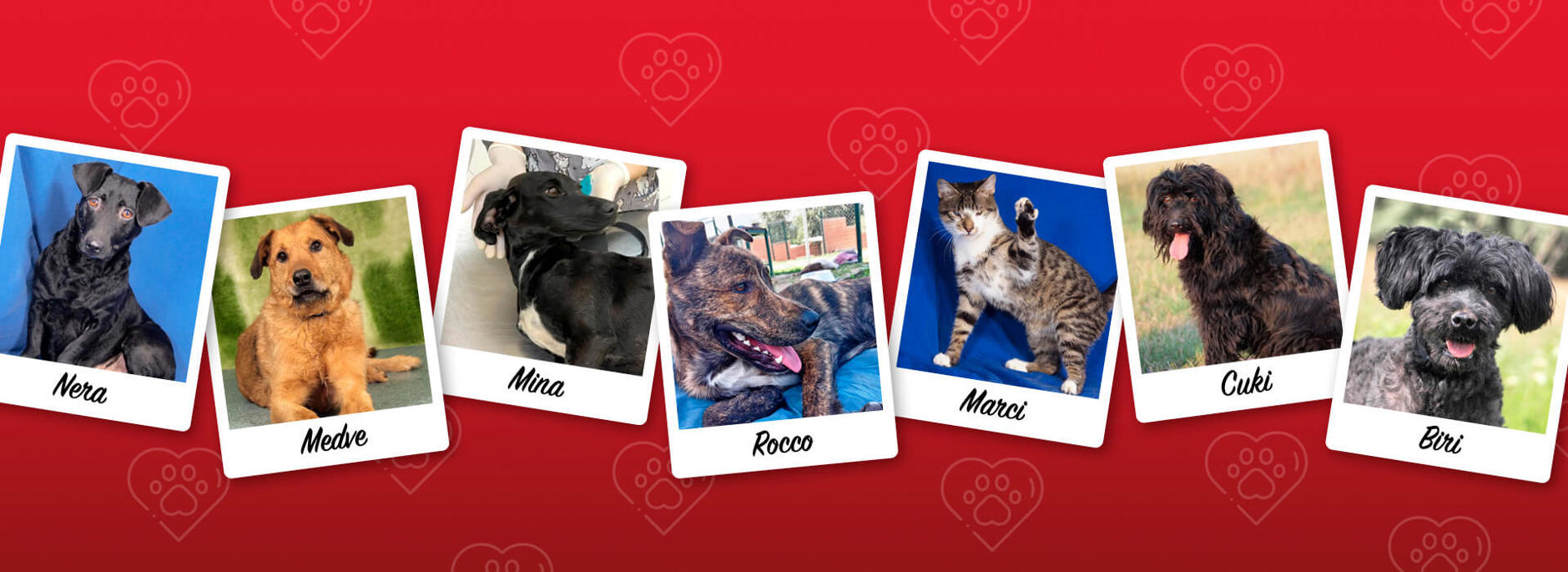 Aca Operationen Header 2