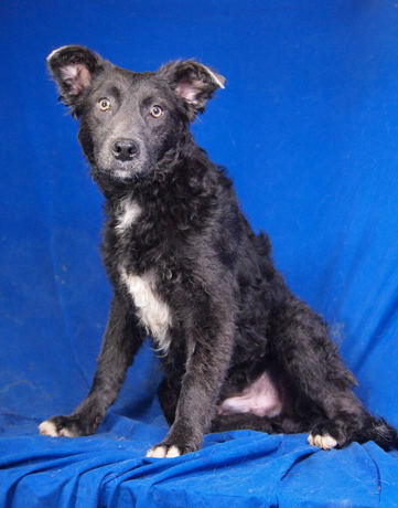 Silver 4