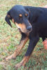 Pippa 3 (2)