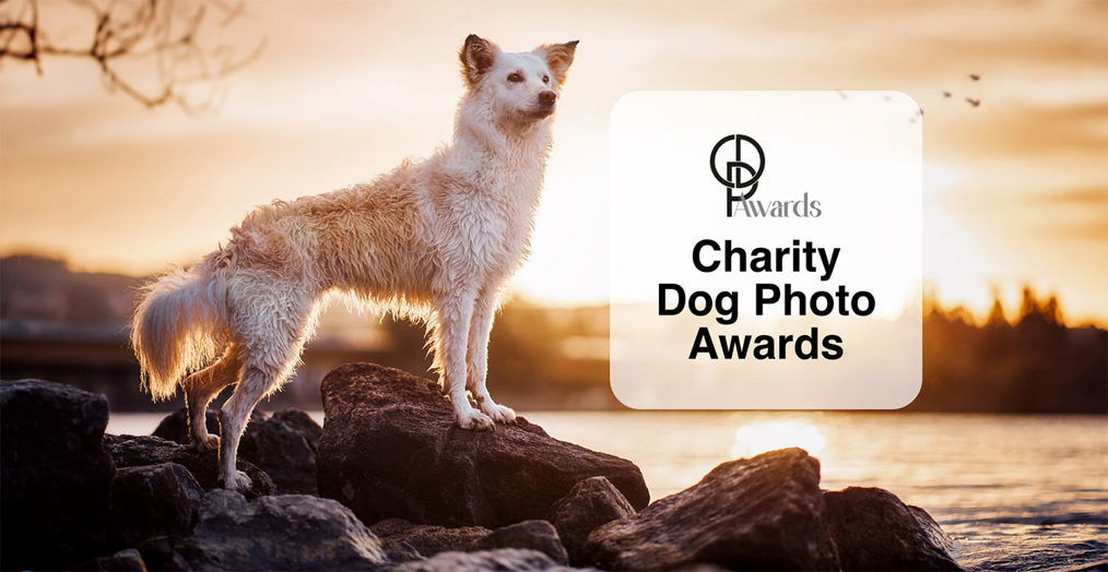 Charity Dog Photo Award Teaser