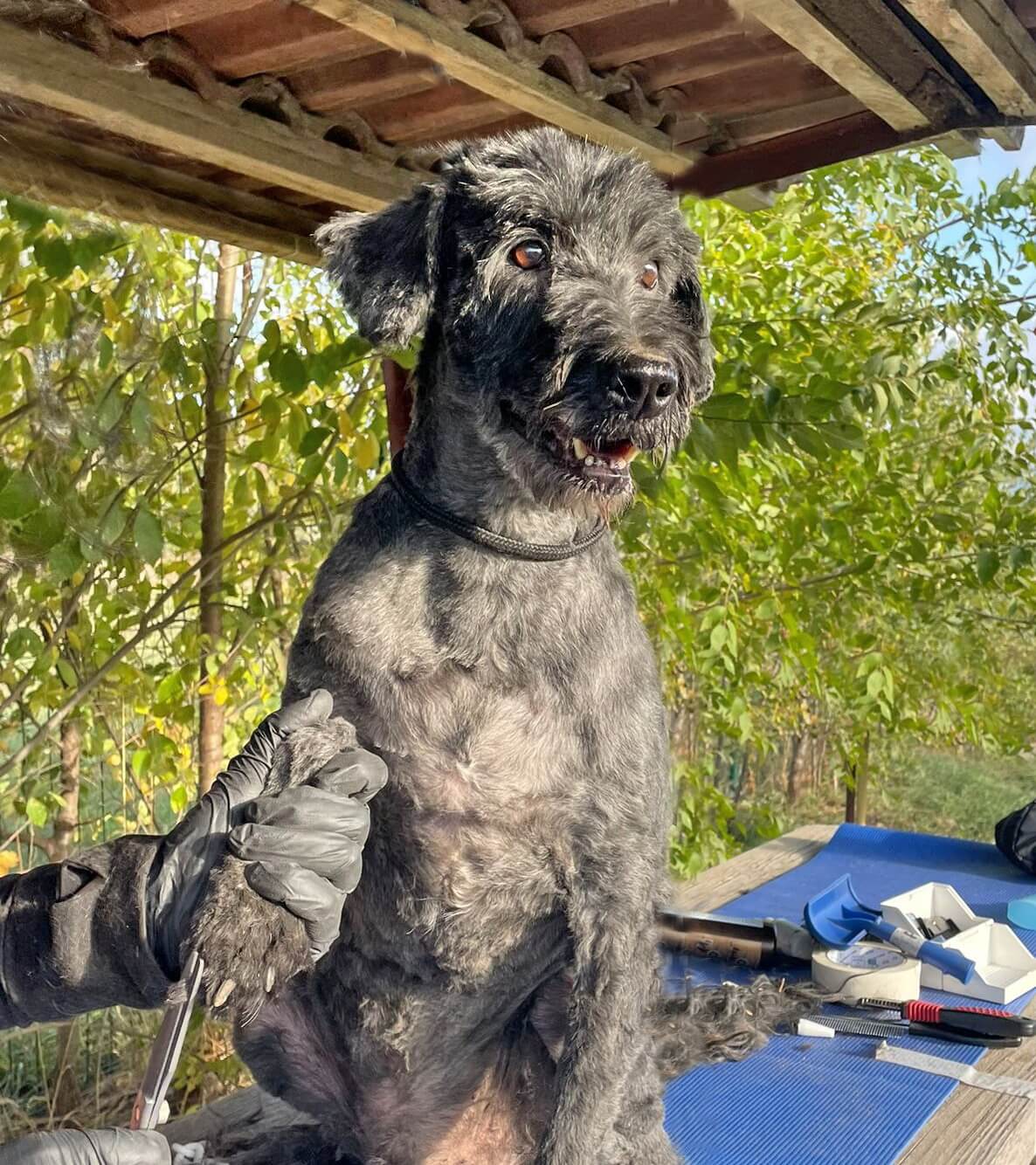 Ghandi | Animal Care Austria